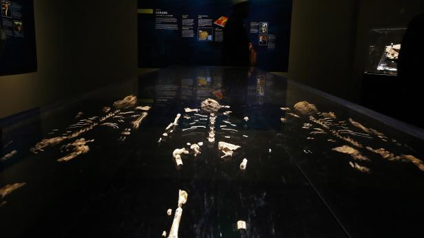 Perot Museum's world-exclusive Origins: Fossils from the Cradle of Humankind exhibition