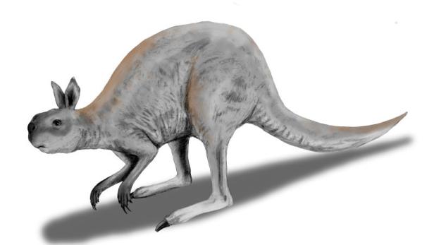 Procoptodon war eine Gattung großer, ausgestorbener Kängurus. Die Tiere lebten in Australien und brachten die größten bekannten Kängurus der Erdgeschichte hervor.