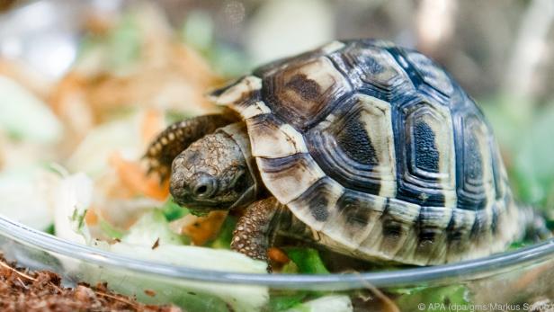 Hohe Lebenserwartung: Landschildkröten werden bis zu 100 Jahre alt