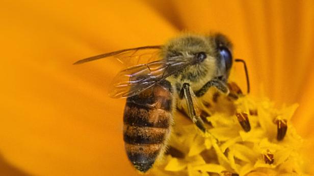 Die Biene ist wichtig für die Natur: Bei ihren Sammelflügen bestäubt sie Blüten.