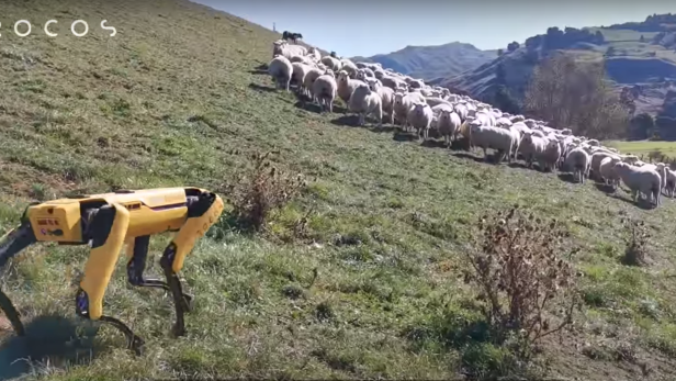 Video: Roboterhund Spot hütet Schafe