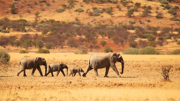 Afrikanische Elefanten sind die größten Landsäugetiere der Welt.