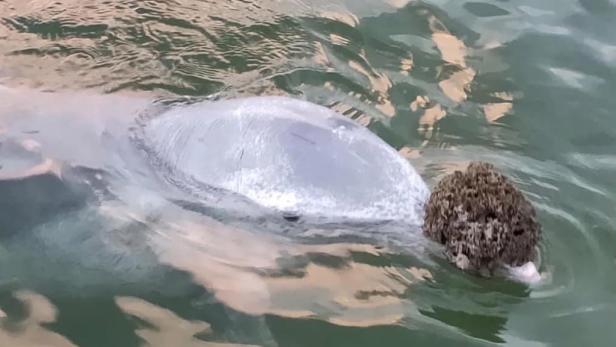 Corona-Krise: Australische Delfine zeigen bizarres Verhalten