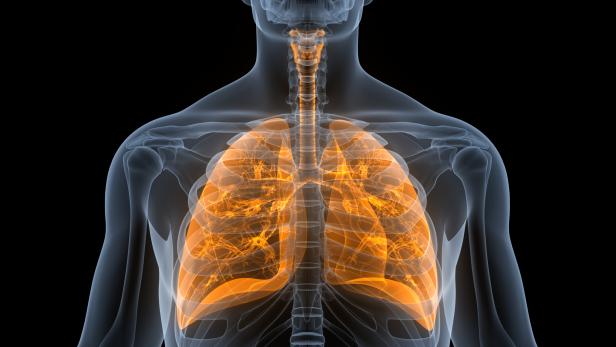 Human Respiratory System Lungs Anatomy