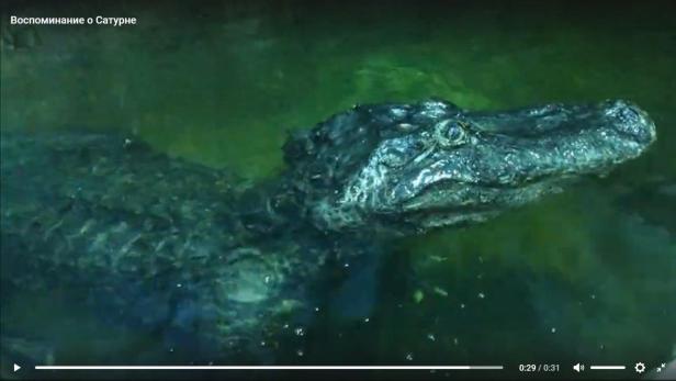 1943 aus Berliner Zoo geflüchteter Alligator starb nun in Moskau