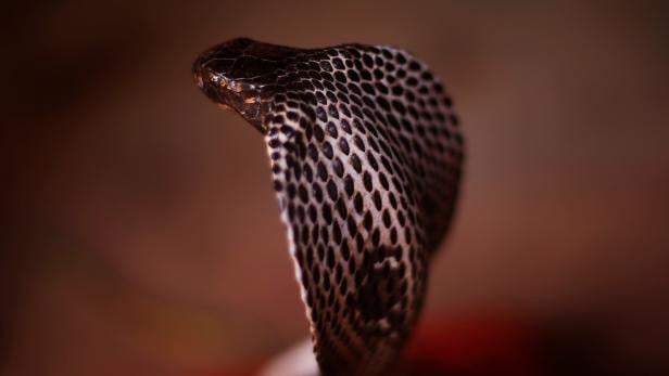 The Wider Image: Charming snakes