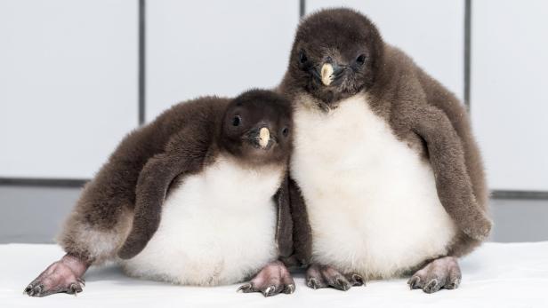 Flauschiger Nachwuchs: Pinguin-Babys im Tiergarten Schönbrunn