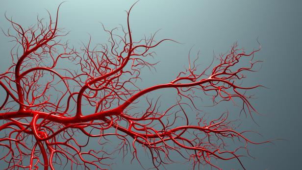 vascular system - veins full of blood