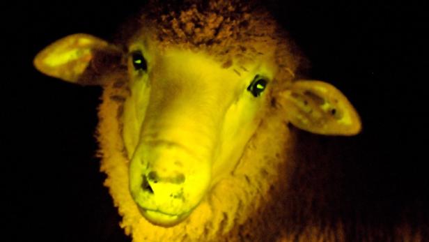 A transgenic lamb, that has an incorporated gene that makes it glow under ultraviolet light, is seen in this picture taken on April 5, 2013 and released by the Animal Reproduction Institute Uruguay (IRAUy) on April 24, 2013. According to the institute, this is the first time that transgenic lambs have been produced in Latin America. REUTERS/Javier Calvelo/IRAUy/Handout (URUGUAY - Tags: SOCIETY ANIMALS SCIENCE TECHNOLOGY HEALTH TPX IMAGES OF THE DAY) ATTENTION EDITORS - THIS IMAGE WAS PROVIDED BY A THIRD PARTY. THIS PICTURE IS DISTRIBUTED EXACTLY AS RECEIVED BY REUTERS, AS A SERVICE TO CLIENTS. NO SALES. NO ARCHIVES. FOR EDITORIAL USE ONLY. NOT FOR SALE FOR MARKETING OR ADVERTISING CAMPAIGNS