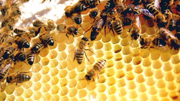 Viele Bienen auf einer gelben Honigwabe.