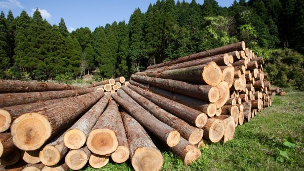 Heimische Holzkonzerne zu Strafen in Rumänien verurteilt