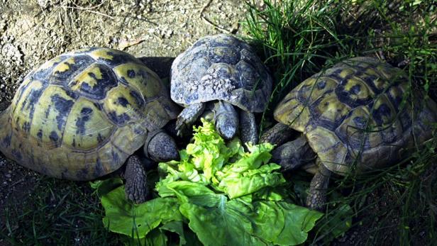 Das Liebesleben der Schildkröten