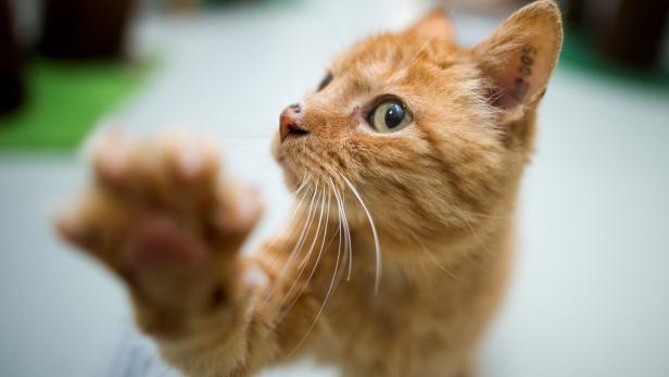 Angst bei Tierbesitzern: Mehrere Katzen wurden schwer verletzt