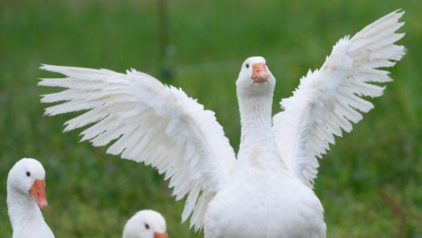 In einer gewöhnlichen Daunendecke stecken laut Experten die Federn von knapp 80 Gänsen.