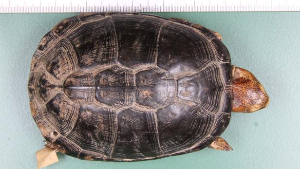 Schildkröte aus dem Naturhistorischen Museum Wien: Pelusios ja, seychellensis nein.