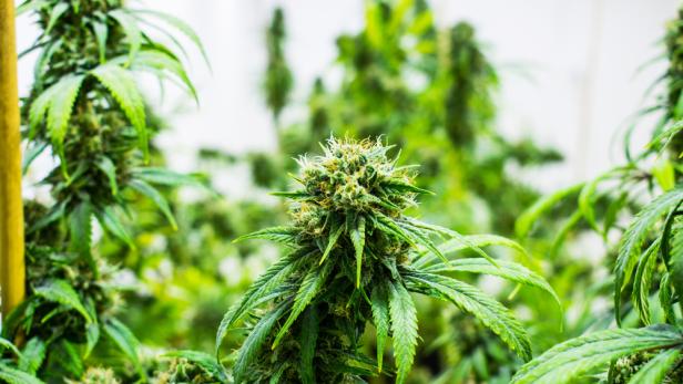 Nahaufnahme einer blühenden Cannabis-Pflanze.