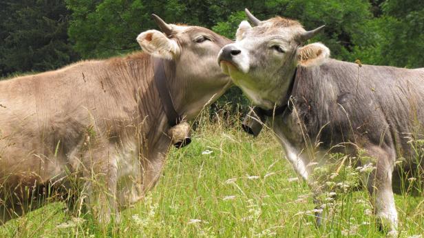 Verbot von Kuhglocken in Österreich kein Thema