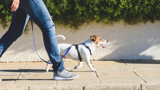 Mit oder ohne Hund: Regelmäßiges Spazieren-Gehen ist gesund