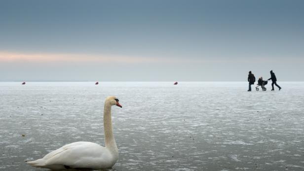 Ein Schwan sitzt auf einer zugefrorenen Fläche, im Hintergrund eine Familie mit Kinderwagen.