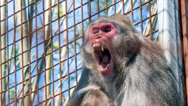 Affen attackieren Mediziner und stehlen Corona-Blutproben