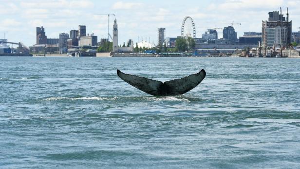 Buckelwal verirrte sich in die Gewässer von Montreal