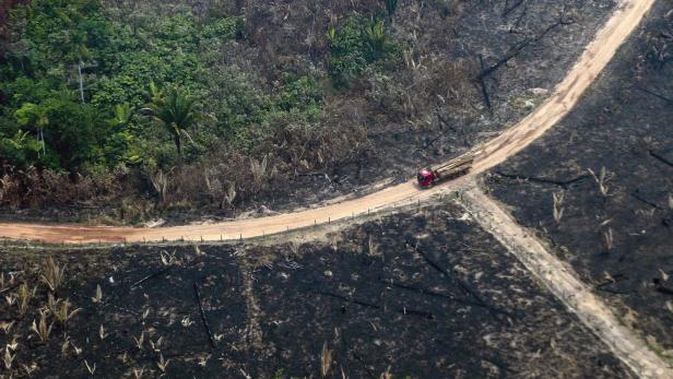 Die Abholzung des Regenwaldes nimmt ungeahnte Ausmaße an