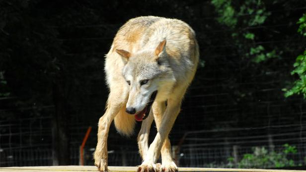 Drei Wolfsrudel in Österreich: Der Wald-Polizist ist zurück