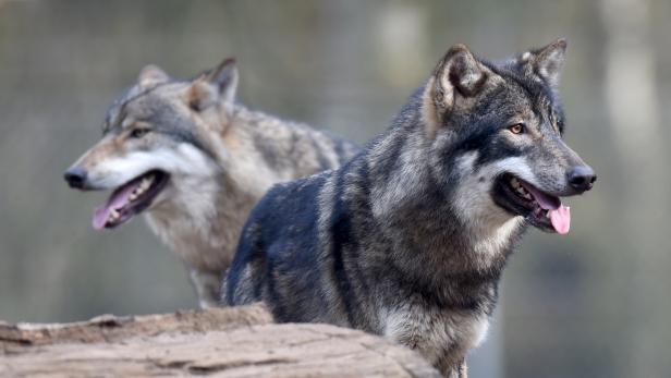Der Wolf kommt: So wollen Forscher zwischen Mensch und Tier vermitteln
