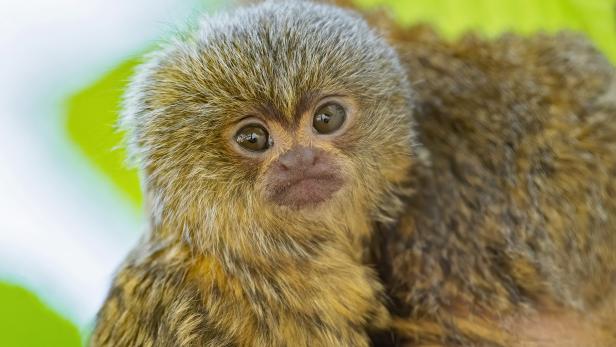 Nachwuchs: Daumengroßes Affenbaby im Tiergarten Schönbrunn
