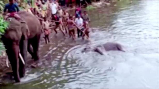 Festnahme: Trächtiger Elefant frisst "explosive Ananas" und stirbt