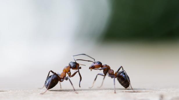 Alarmierende Langzeitwirkungen von Insektengiften auf Ameisen