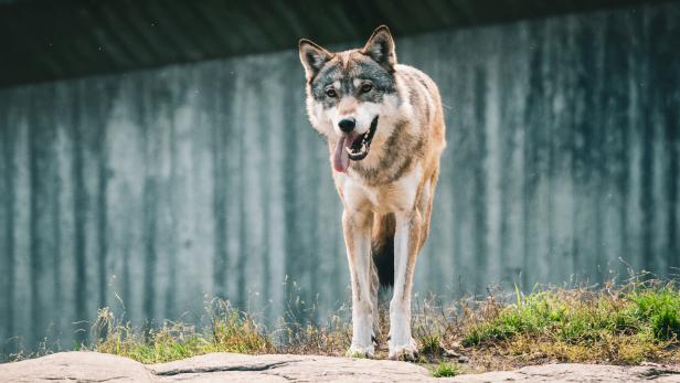 DNA von Wolf in Serfaus in Tirol nachgewiesen