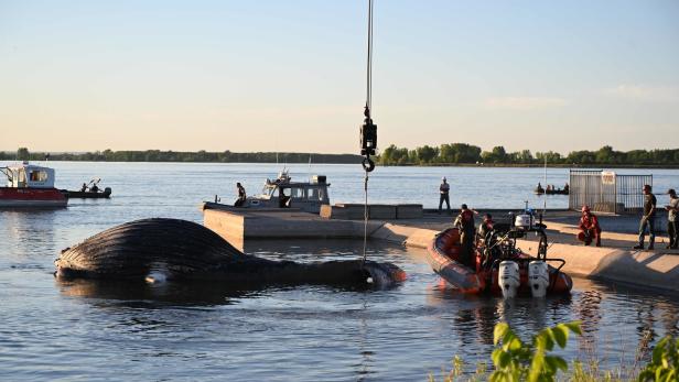 Vor Montreal aufgetauchter Wal ist gestorben