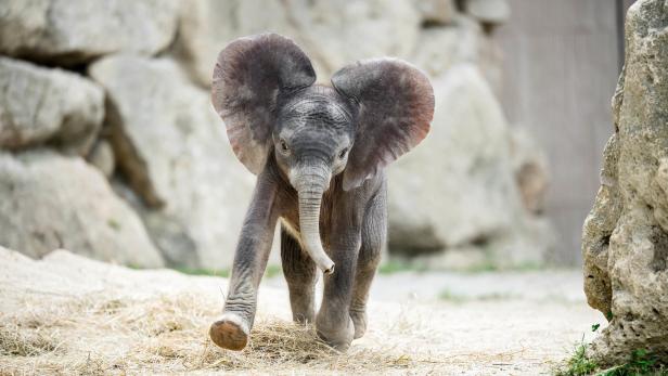 Neue Elefantenliebe: Auf den Spuren der Faszination Elefant im Wandel der Zeit