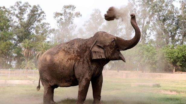"Wir lieben uns": Inder setzt Elefantendamen als Erbinnen ein