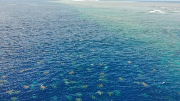 Video: Zehntausende gefährdete Meeresschildkröten mit Drohne entdeckt