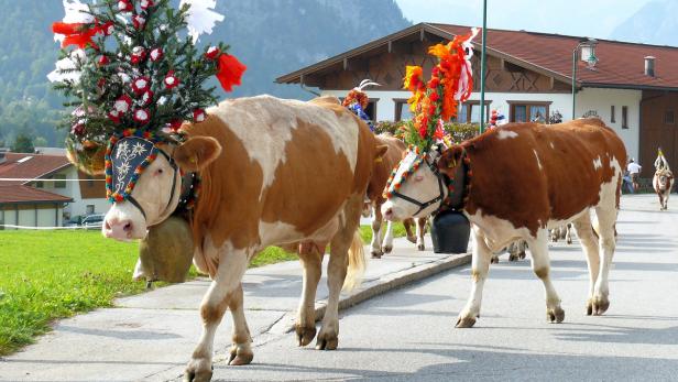Laut einer Schweizer Studie wirkt sich das Tragen von Glocken auf das Verhalten von Kühen aus.