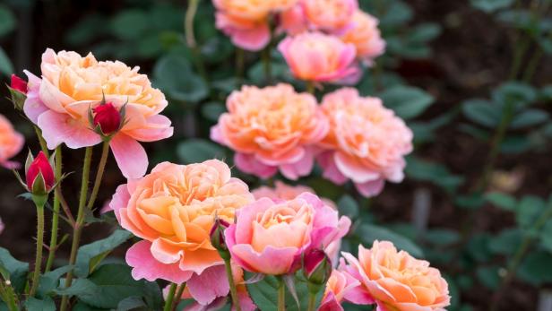 Rosen, Hortensien & Rhododendron: Tipps für die Gartenklassiker