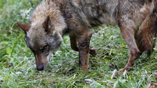 Iberian wolves live in semi-captivity at conservation center in northern Spanish Asturias region
