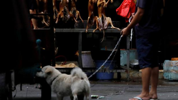 Trotz Corona und Alarm von Tierschützern: Hundefleisch-Festival in China eröffnet