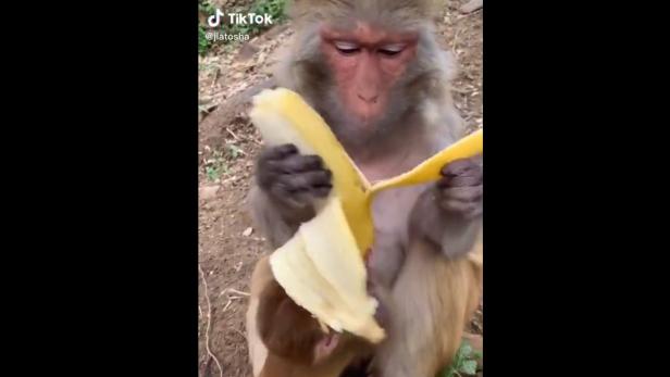 Warum sich dieses Video eines Banane-essenden Affen viral verbreitet