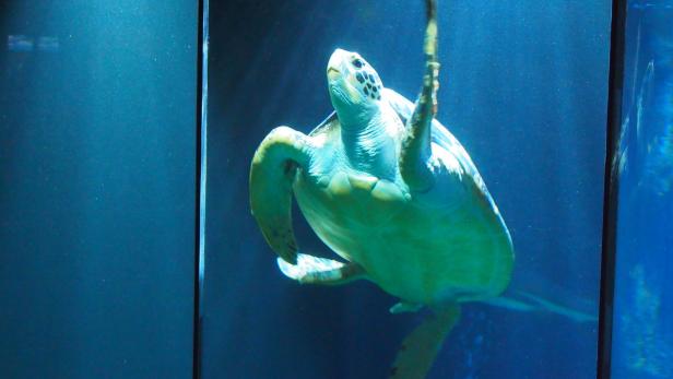 Schildkröte Puppi ist der absolute Star im Haus des Meeres.