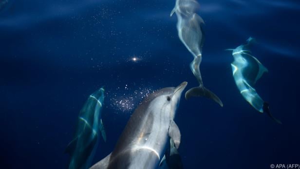 Neue Studie: Warum Delfine unter Wasser miteinander "schreien"