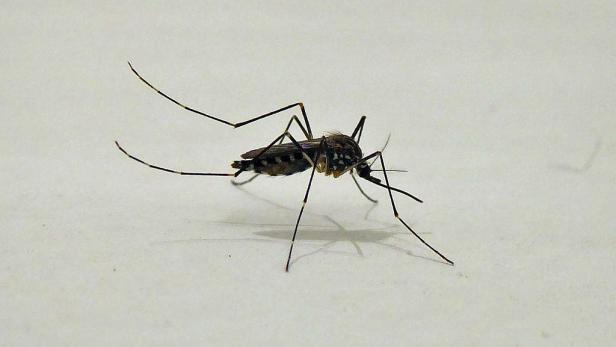 Koreanische Buschmücke in Tirol: Gibt es bald Dengue-Ausbrüche?
