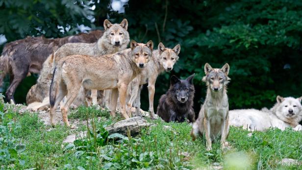 Wolf-Alarm bei Kitzbühel: Neos fordern Volksbefragung