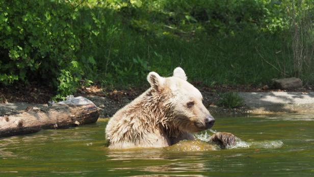 Video: Tierliebe Familie befreit Bären aus Krug