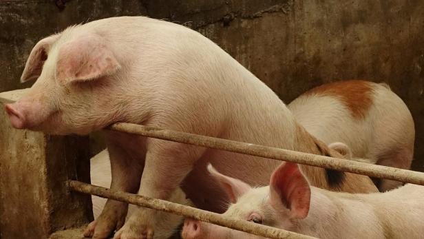 Chinesische Forscher warnen vor neuem Schweinegrippe-Virus