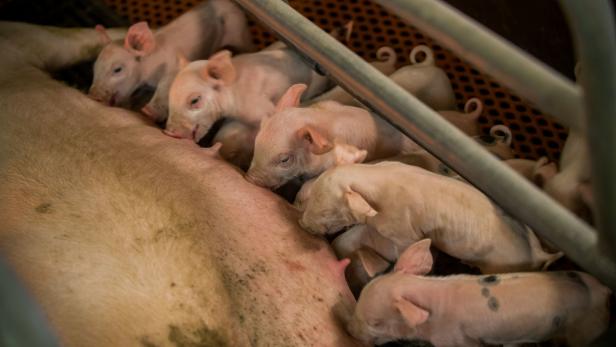 Schweinepest in Deutschland macht Fleisch in Österreich billiger