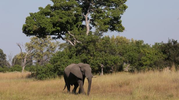 Hunderte Elefanten in Botswana verendet - Ursache unbekannt