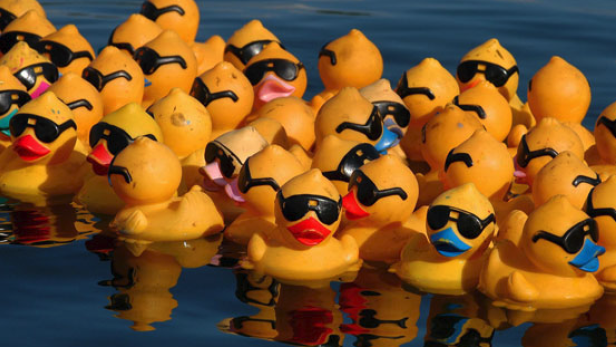 Viele gelbe Quietscheentchen mit Sonnenbrillen schwimmen auf dem Wasser.